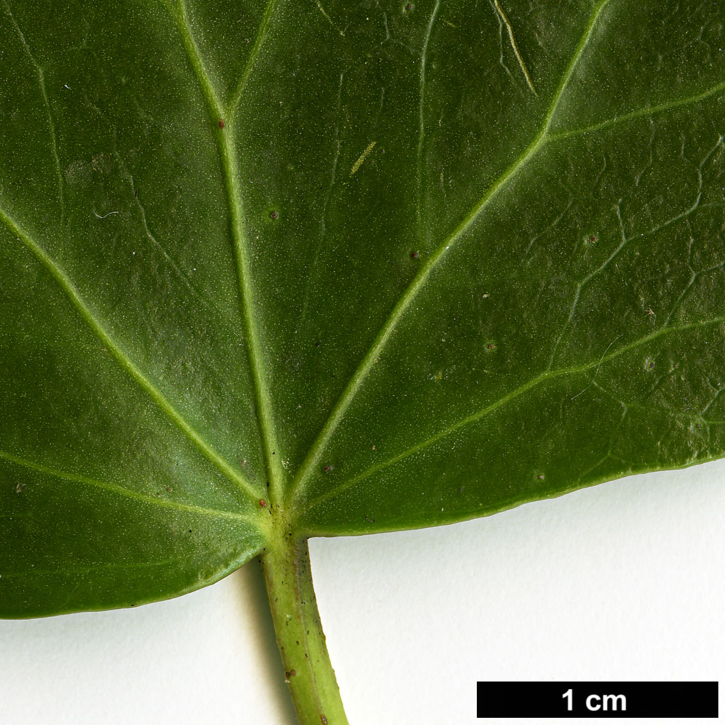 High resolution image: Family: Araliaceae - Genus: Hedera - Taxon: azorica